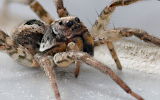 Wolf Spider (Venator immansuetus)