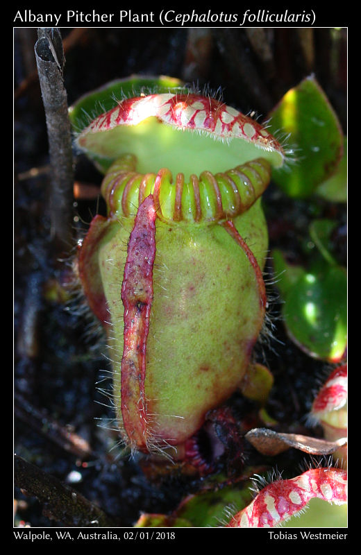 Albany Pitcher Plant (Cephalotus follicularis)