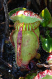 Albany Pitcher Plant (Cephalotus follicularis)