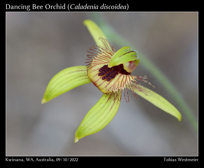 Antelope Orchid (Caladenia discoidea)