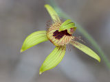Antelope Orchid (Caladenia discoidea)
