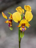 Arrowsmith Pansy Orchid (Diuris tinkeri)