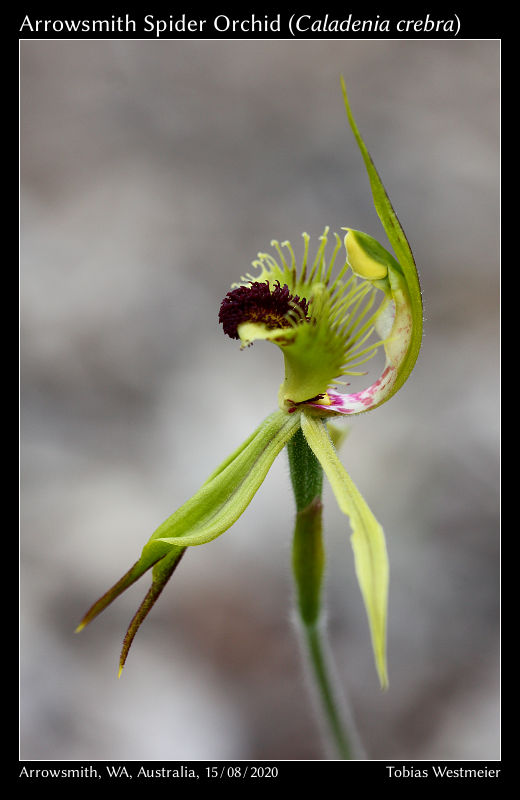 Arrowsmith Spider Orchid (Caladenia crebra)