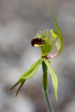 Arrowsmith Spider Orchid (Caladenia crebra)