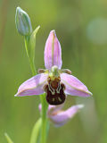 Bee Orchid (Ophrys apifera)