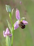 Bee Orchid (Ophrys apifera)