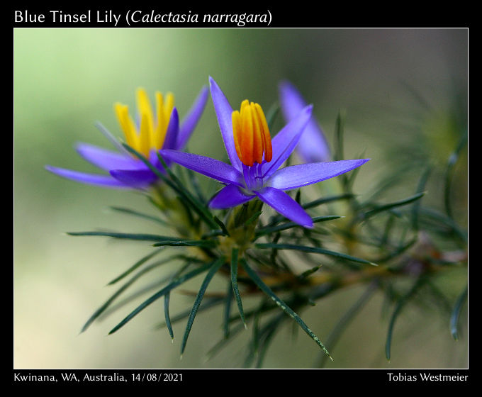 Blue Tinsel Lily (Calectasia narragara)