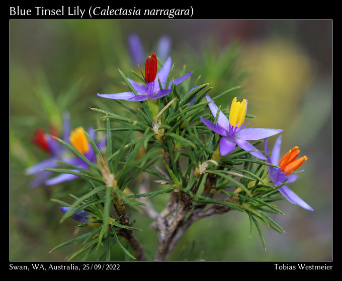 Blue Tinsel Lily (Calectasia narragara)