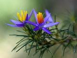 Blue Tinsel Lily (Calectasia narragara)