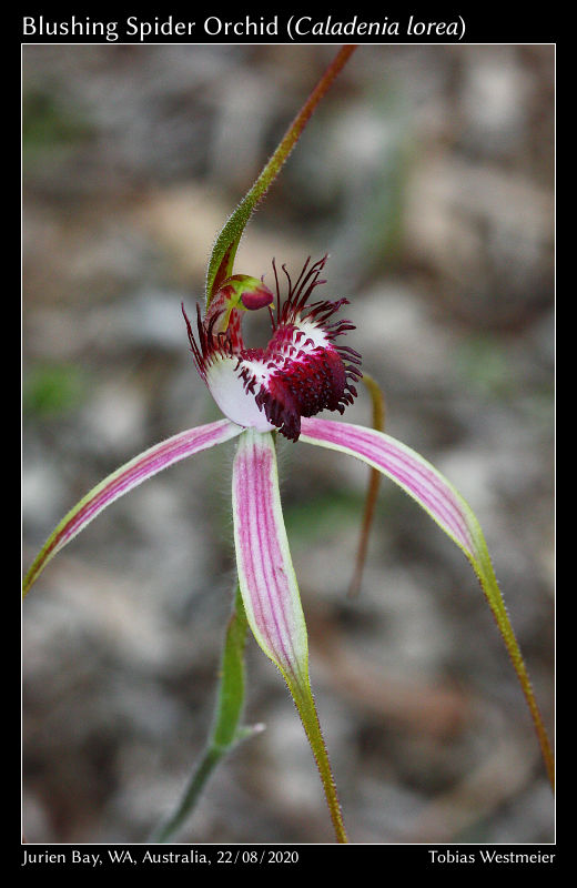 Blushing Spider Orchid (Caladenia lorea)