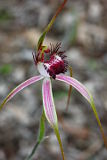 Blushing Spider Orchid (Caladenia lorea)