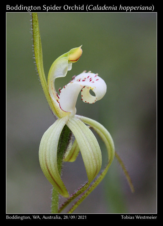 Boddington Spider Orchid (Caladenia hopperiana)