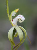 Boddington Spider Orchid (Caladenia hopperiana)