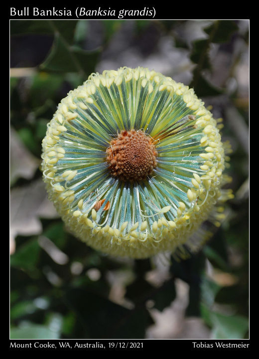 Bull Banksia (Banksia grandis)