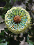 Bull Banksia (Banksia grandis)