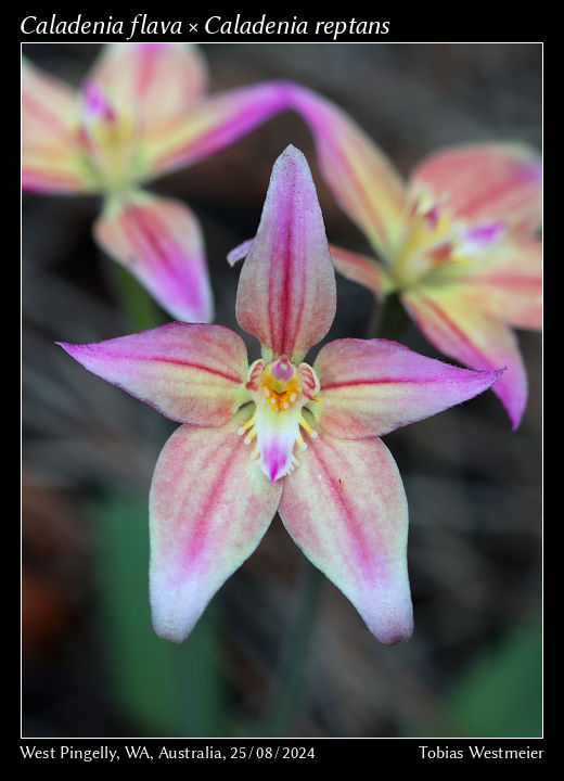 Caladenia flava × Caladenia reptans)