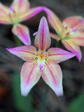 Caladenia flava × Caladenia reptans)