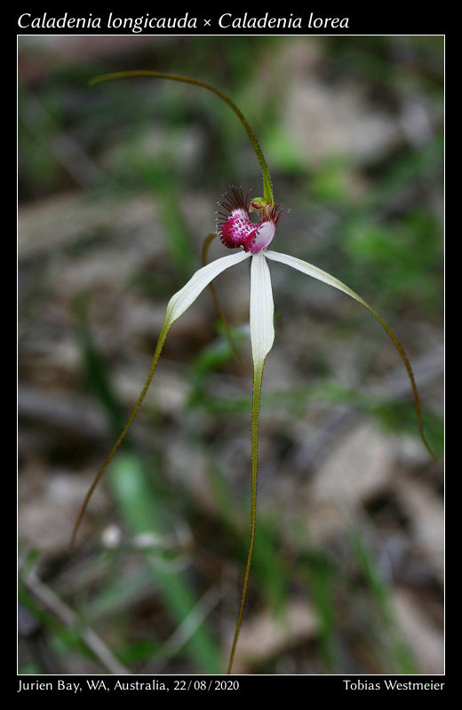 Caladenia longicauda × Caladenia lorea