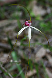 Caladenia longicauda × Caladenia lorea