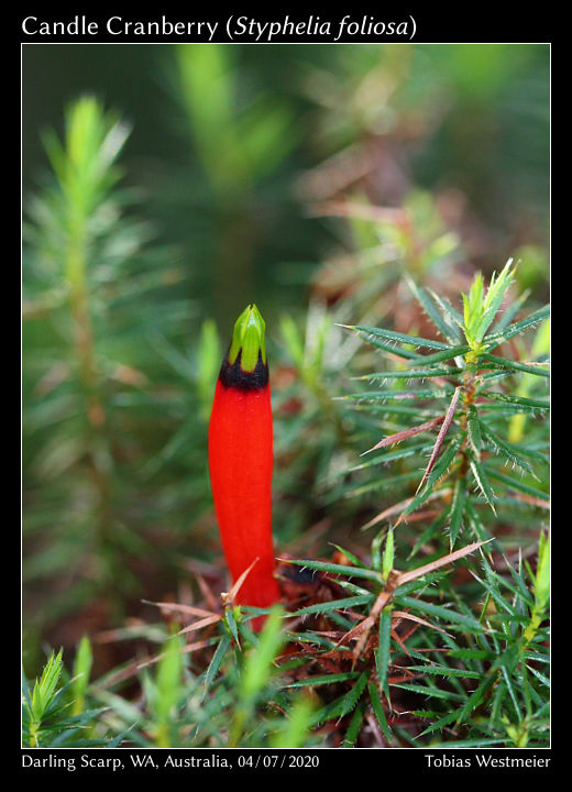 Candle Cranberry (Styphelia foliosa)