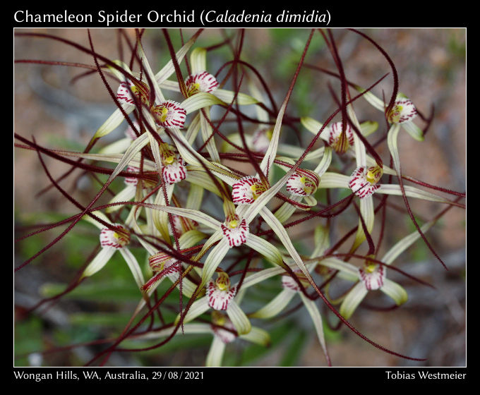 Chameleon Spider Orchid (Caladenia dimidia)