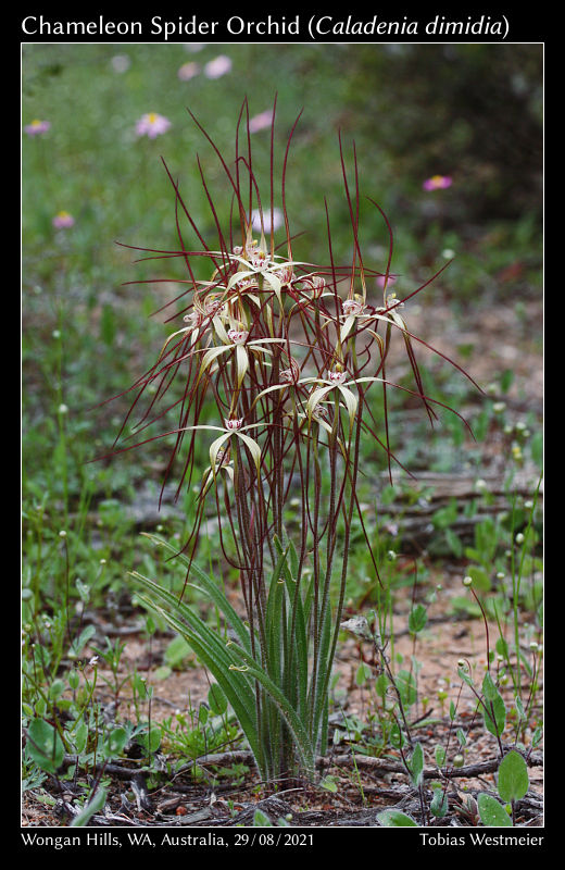Chameleon Spider Orchid (Caladenia dimidia)