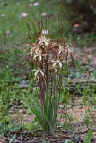 Chameleon Spider Orchid (Caladenia dimidia)