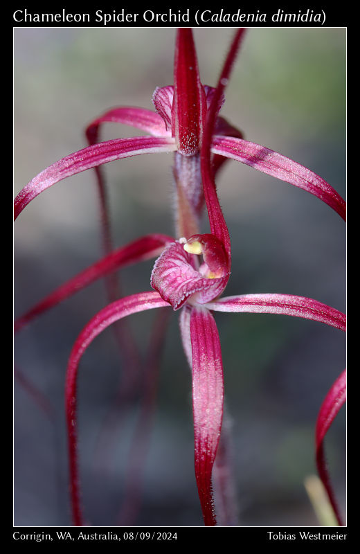 Chameleon Spider Orchid (Caladenia dimidia)