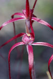Chameleon Spider Orchid (Caladenia dimidia)