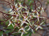 Chameleon Spider Orchid (Caladenia dimidia)
