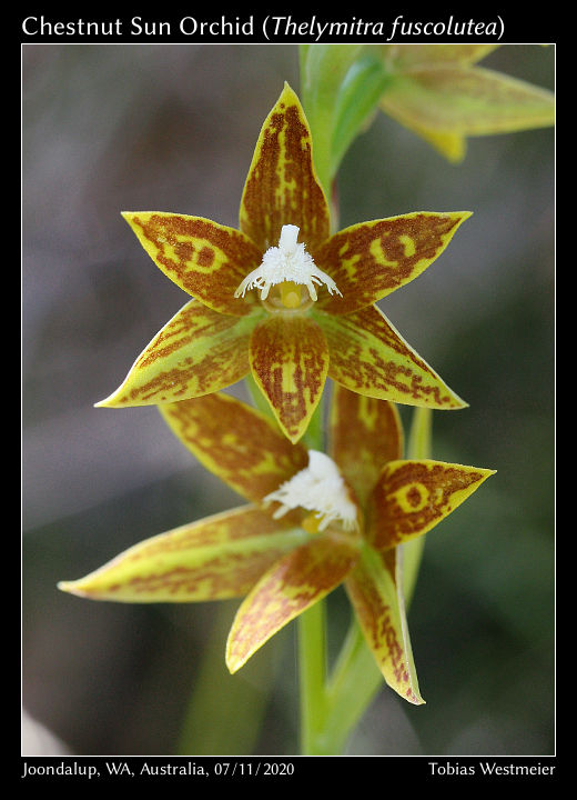 Chestnut Sun Orchid (Thelymitra fuscolutea)