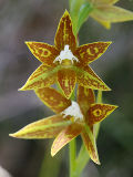 Chestnut Sun Orchid (Thelymitra fuscolutea)