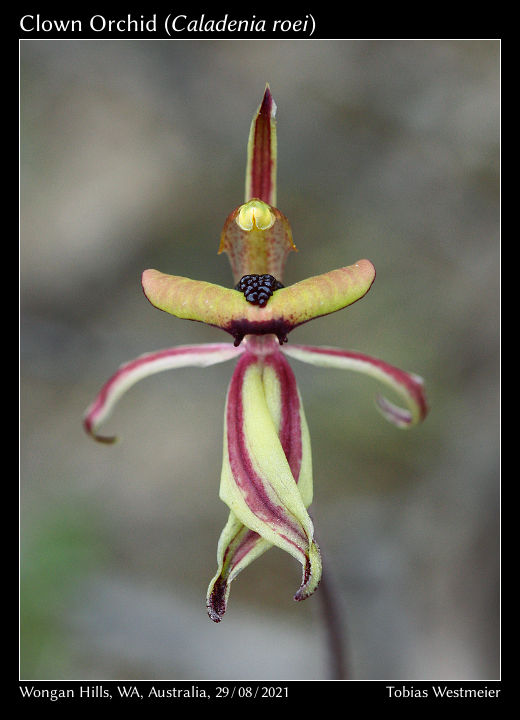 Clown Orchid (Caladenia roei)