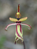 Clown Orchid (Caladenia roei)
