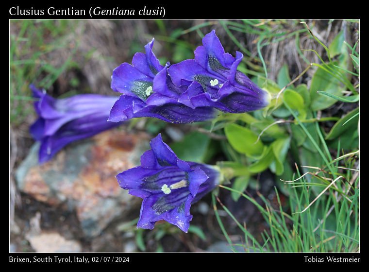 Clusius Gentian (Gentiana clusii)