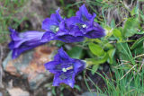 Clusius Gentian (Gentiana clusii)