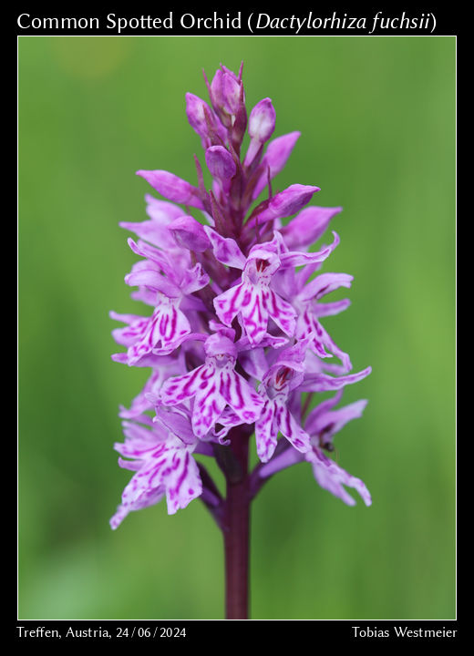 Common Spotted Orchid (Dactylorhiza fuchsii)