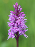 Common Spotted Orchid (Dactylorhiza fuchsii)