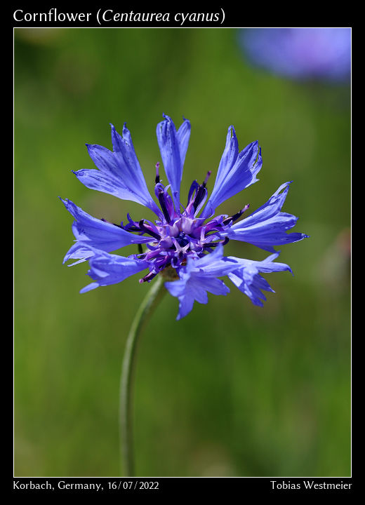 Cornfllower (Centaurea cyanus)