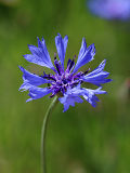 Cornfllower (Centaurea cyanus)