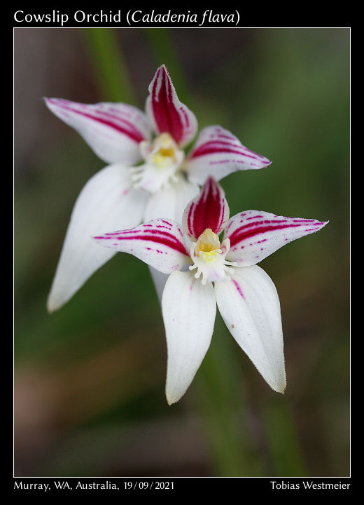 Cowslip Orchid (Caladenia flava)