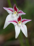 Cowslip Orchid (Caladenia flava)