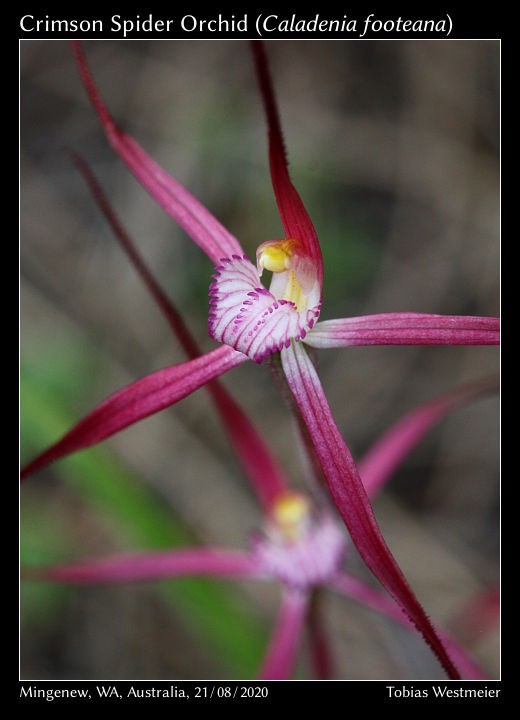 Crimson Spider Orchid (Caladenia footeana)