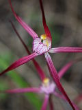 Crimson Spider Orchid (Caladenia footeana)