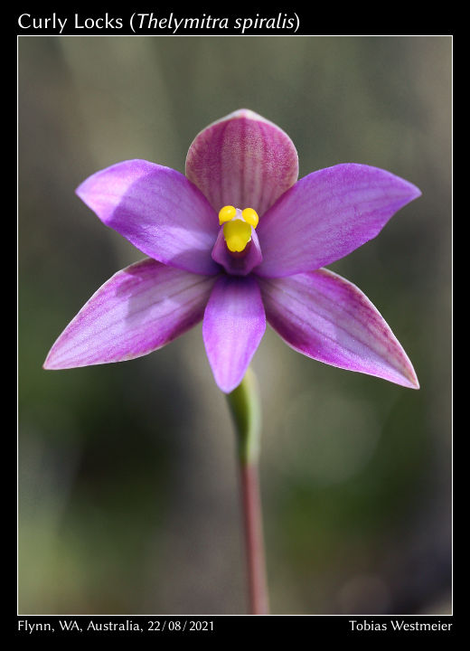 Curly Locks (Thelymitra spiralis)