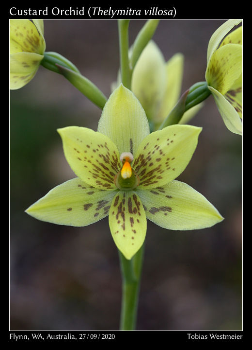 Custard Orchid (Thelymitra villosa)
