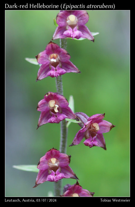 Dark-red Helleborine (Epipactis atrorubens)