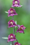 Dark-red Helleborine (Epipactis atrorubens)