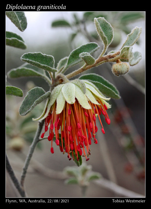 Diplolaena graniticola