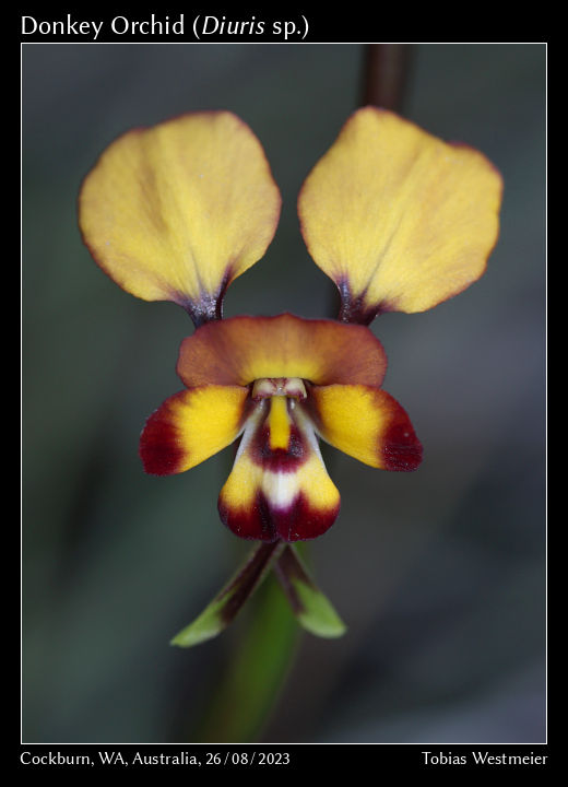 Donkey Orchid (Diuris sp.)
